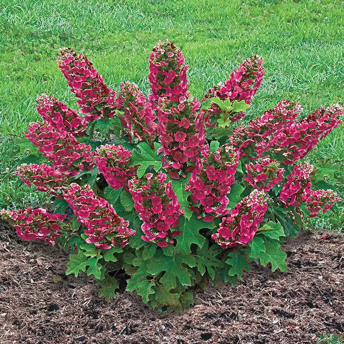 Hydrangea-Ruby Slippers - G3