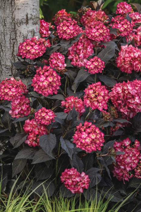 Hydrangea-Eclipse - G2/G3