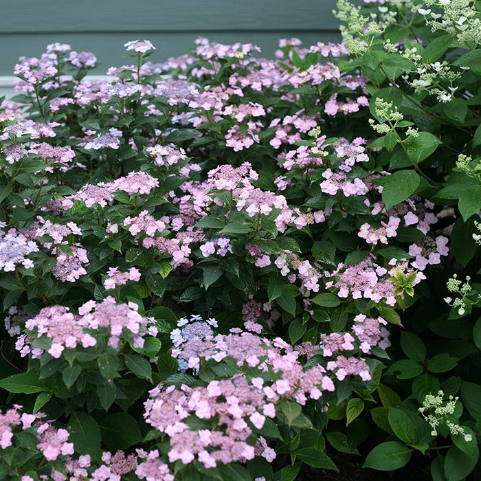 Hydrangea-Tiny Tuff Stuff - G3