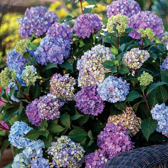 Hydrangea-BloomStruck - G2/G3