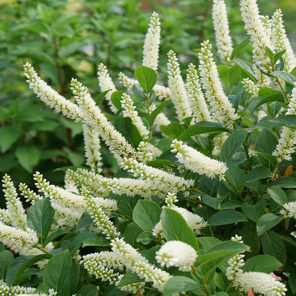 Clethra-Ruby Spice - G2/G3