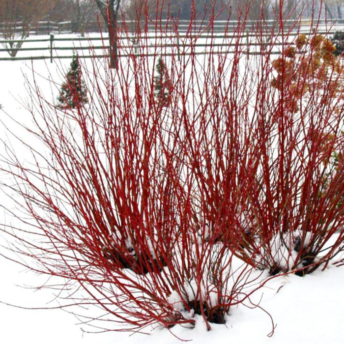 Dogwood-Artic Fire Red - G2/G3