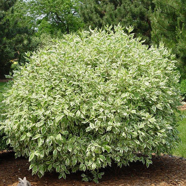 Dogwood-Ivory Halo - G3