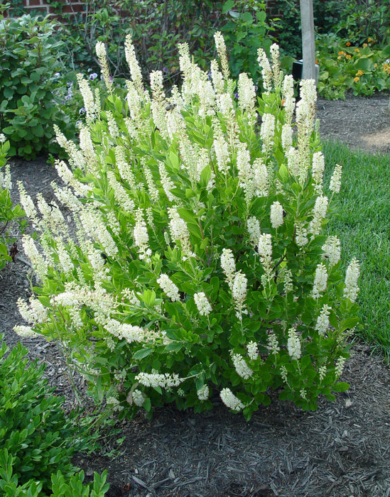 Clethra-Sixteen Candles - G3