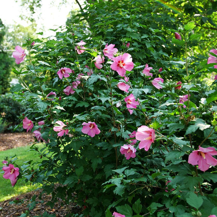 Hibiscus-Paraplu Rouge - G3