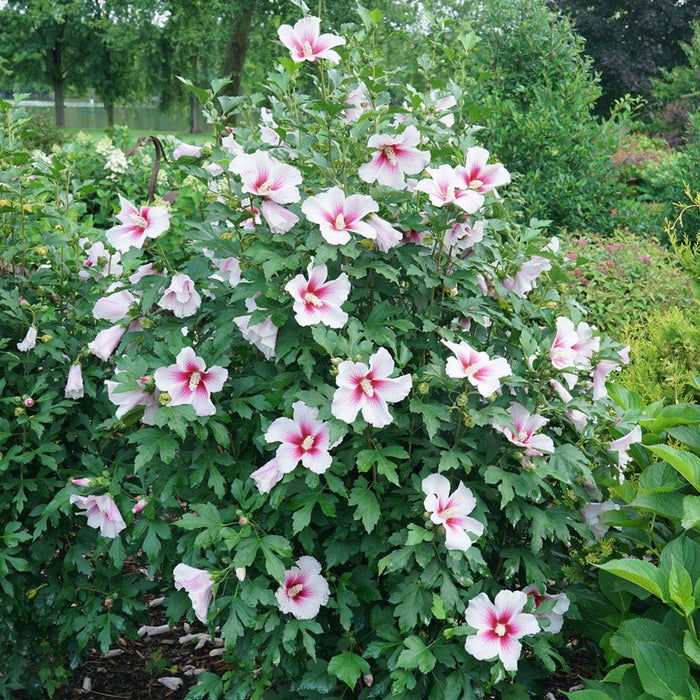 Hibiscus-Paraplu Pink Ink - G3