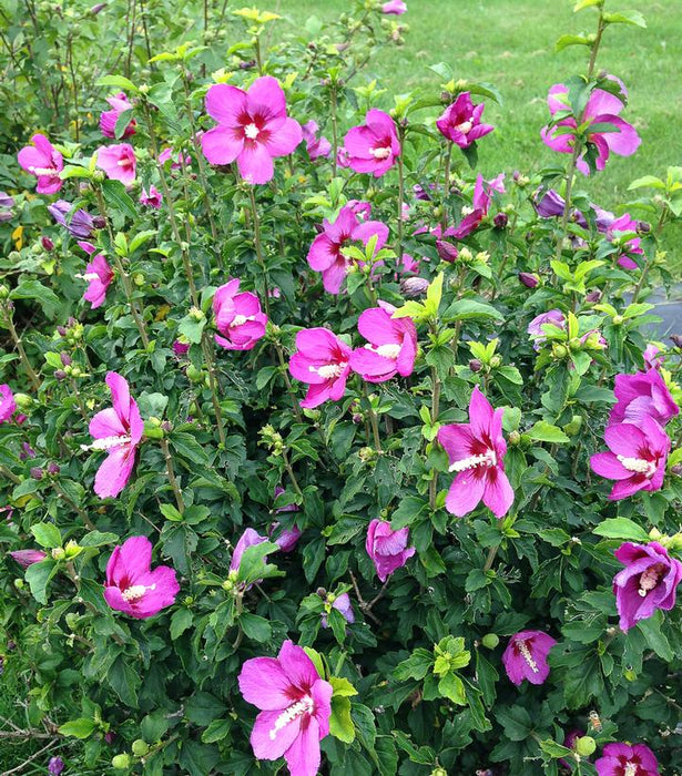 Hibiscus-Lil Kim Red - G2/G3