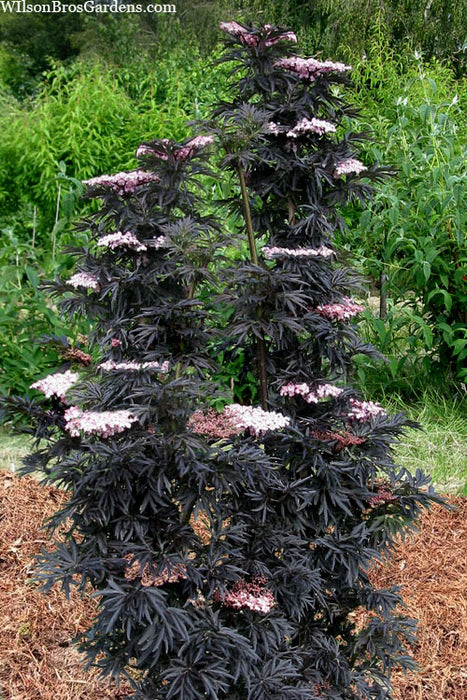 Elderberry-Laced Up - G3