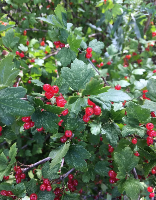 Currant-Alpine - G2/G3