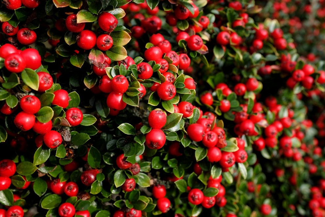 Cotoneaster-Hedge - G5