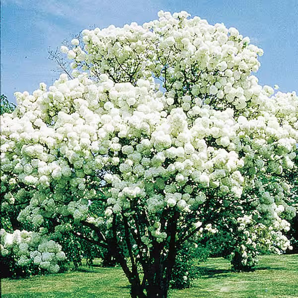 Viburnum-Snowball - G5