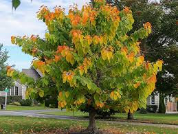 Redbud-Tree Rising Sun - G7