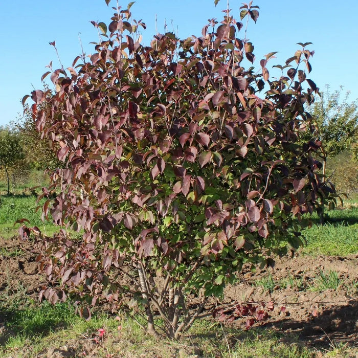 Viburnum-Forest Rouge - G5