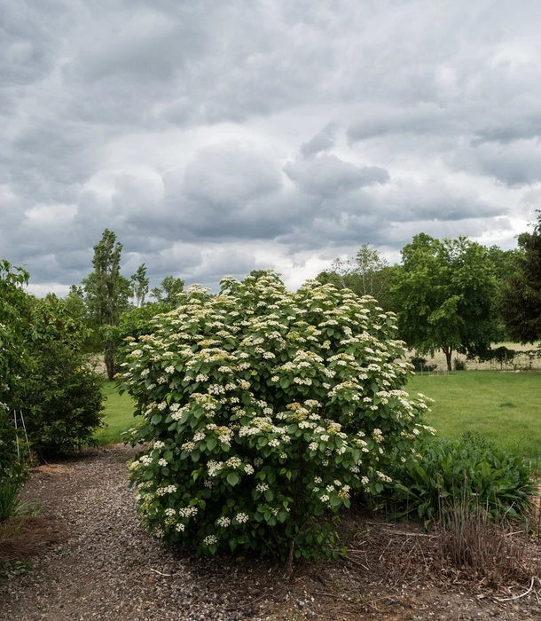 Viburnum-Autumn Jazz - G5
