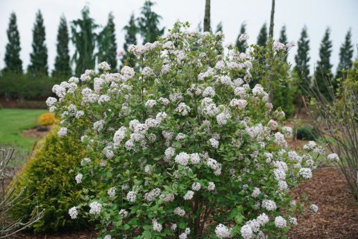 Viburnum-Spice Girl - G3