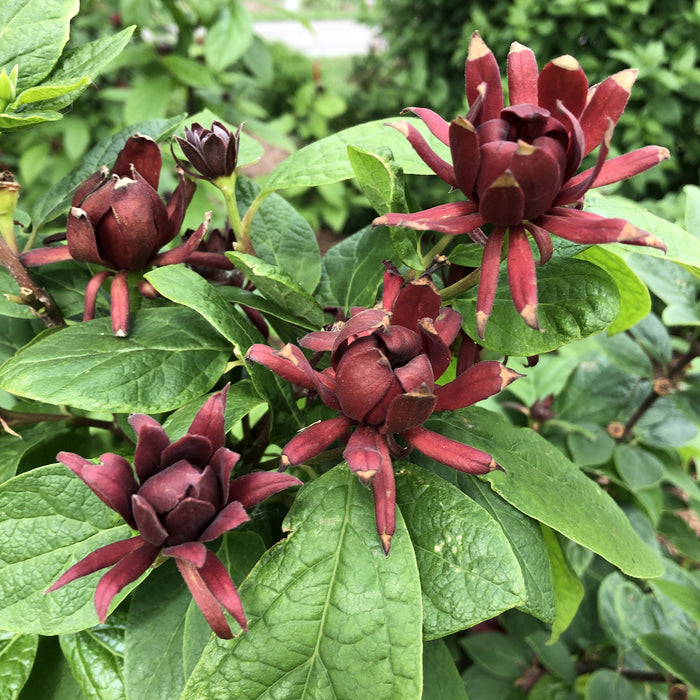 Sweetshrub-Simply Scent. - G3