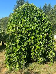 Mulberry-Weeping - G15