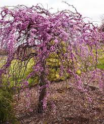 Redbud-Weeping Heartbreak - G15