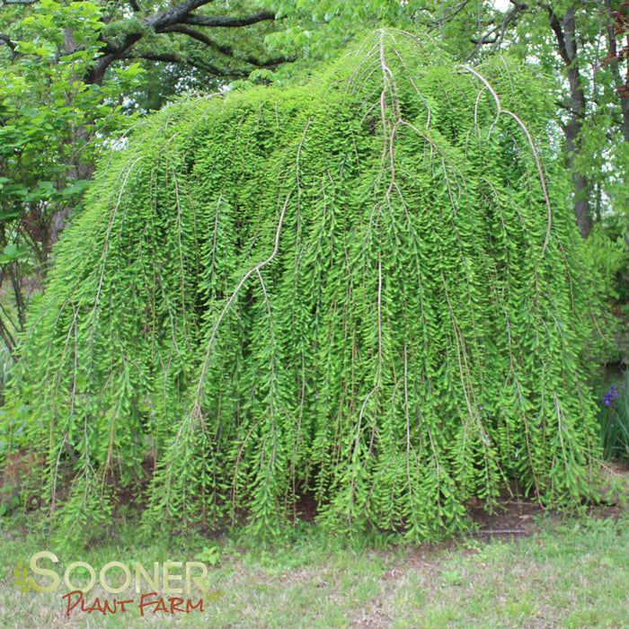 Baldcypress-Falling Waters - G7