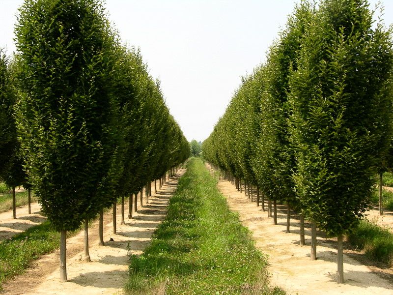 Hornbeam-Pyramidal - G7