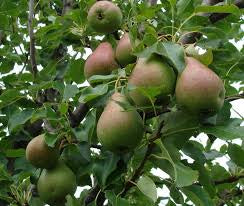 Pear-Clapps Favorite - G7