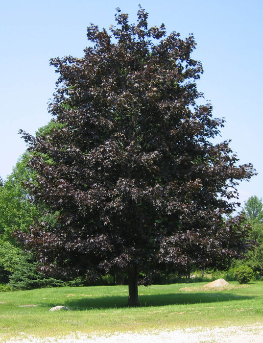 Maple-Crimson King - G15
