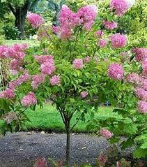 Hyd.-Tree Pink Diamond - G7