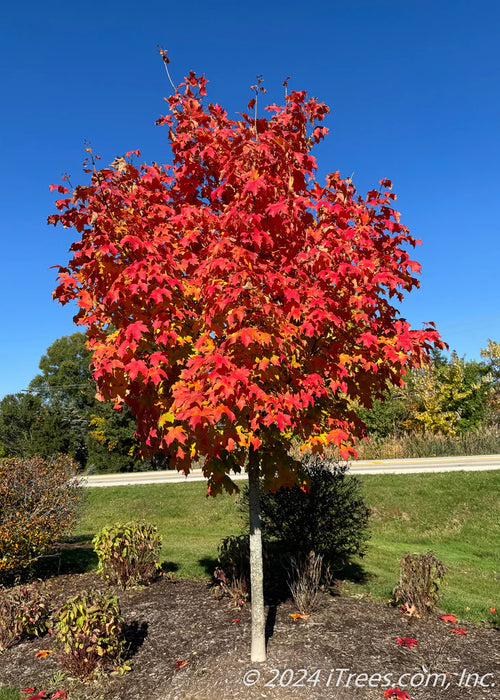 Maple-Sugar Fall Fiesta - G7
