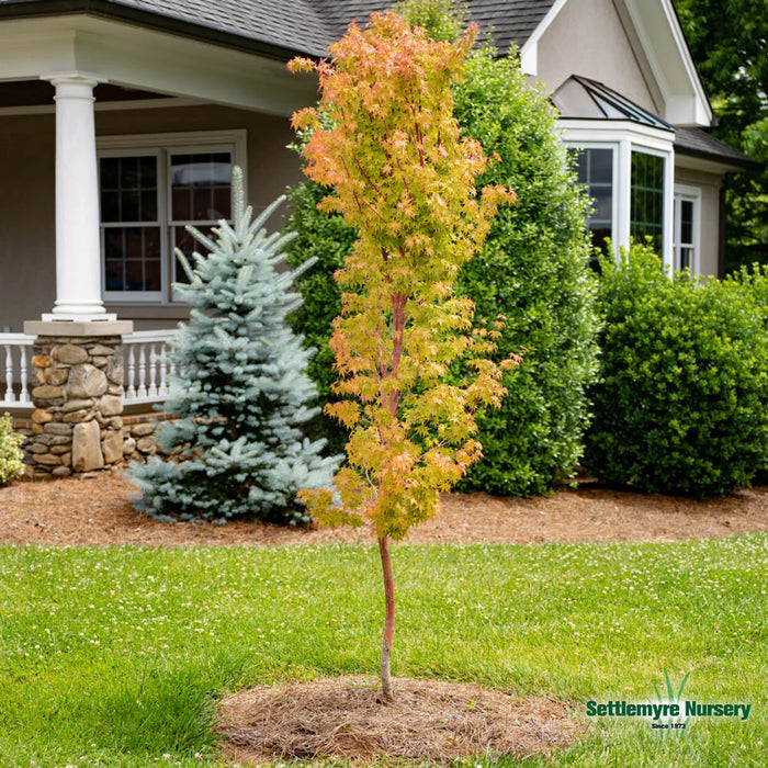 Maple-J. Coral Bark - G7
