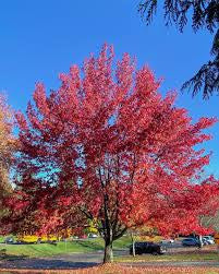 Maple-Brandywine - G10