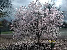 Magnolia-Leonard Messel - G7