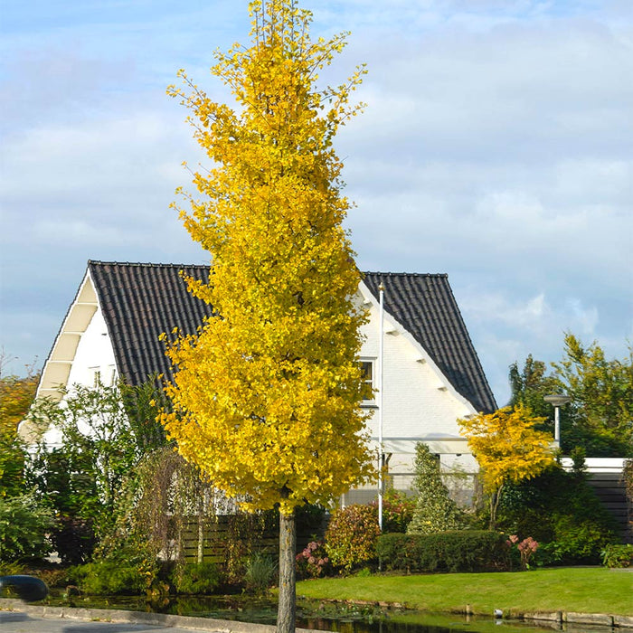 Ginkgo-Princeton Sentry - G15