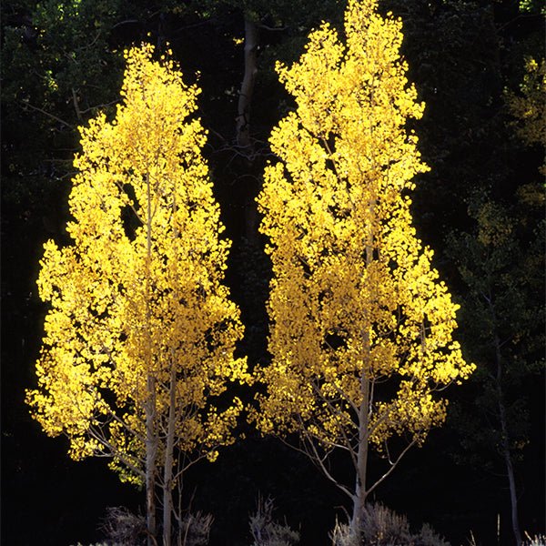 Aspen-Summer Shimmer - G10