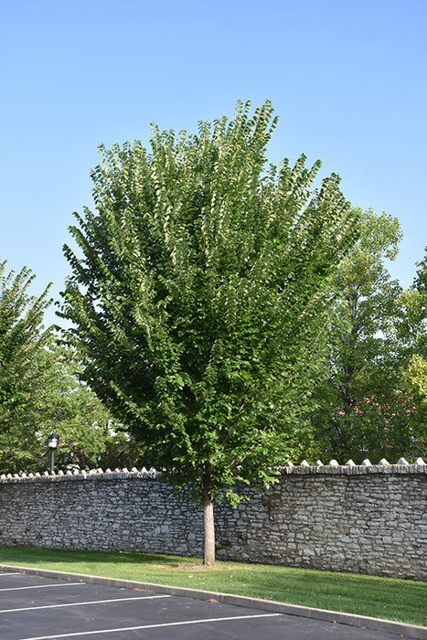 Elm-Princeton - G10/G15
