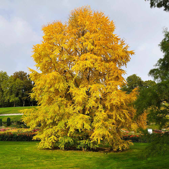 Katsura Tree - G15