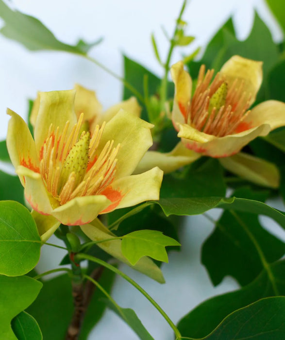 Tuliptree-Little Volunter - G15