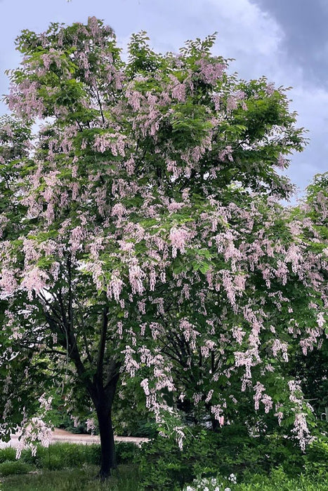 Yellowwood-Perkins Pink - G15