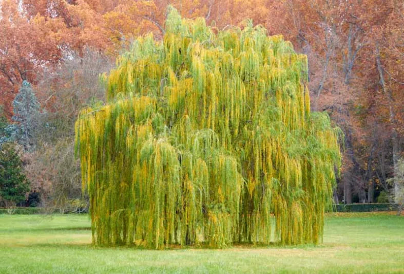 Willow-Weeping - G10/G7