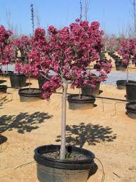 Crabapple-Royal Gem - G10