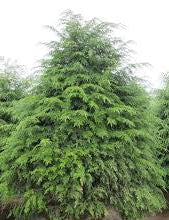Hemlock - G10