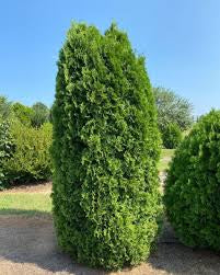 Arborvitae-Tall Guy - G5