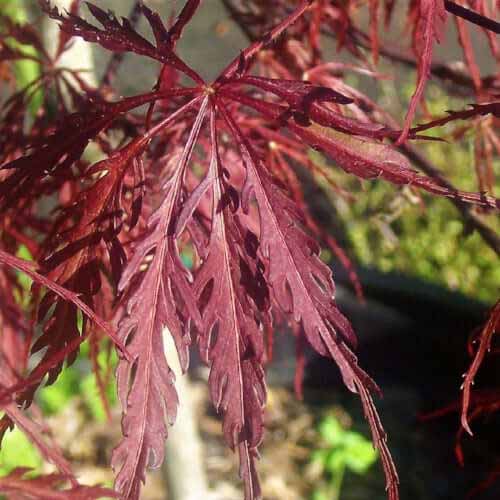 Maple-J. Inaba Shidare - G10