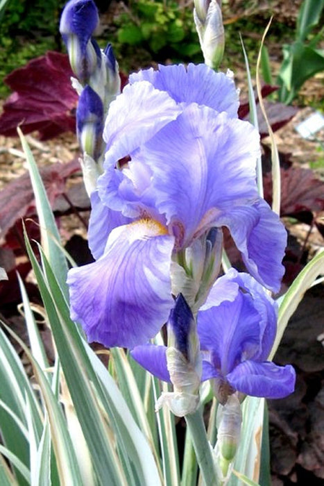 Iris-Albo-Variegata - G1