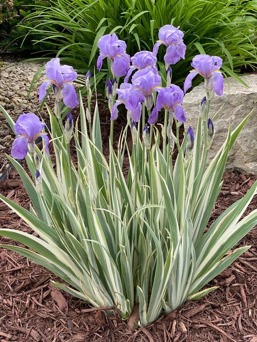 Iris-Albo-Variegata - G1