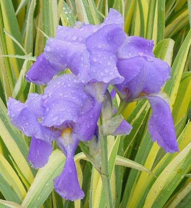 Iris-Aureovariegata - G1