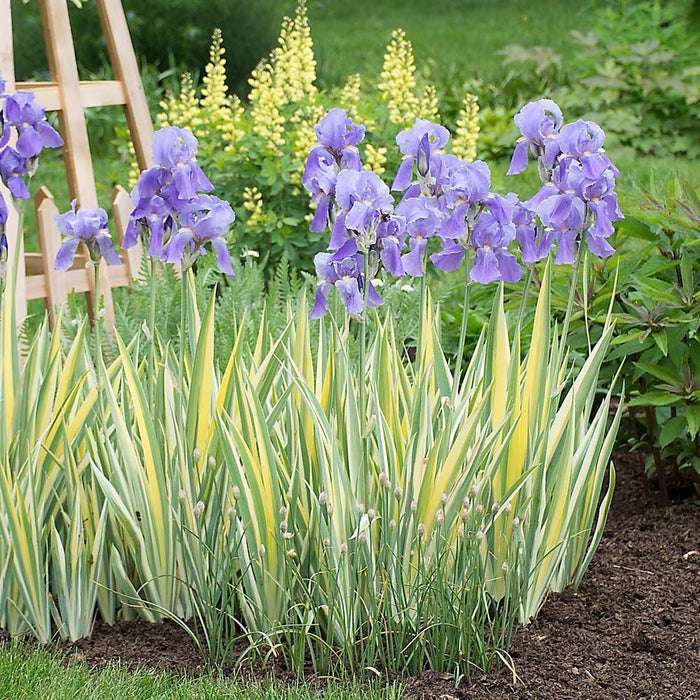 Iris-Aureovariegata - G1