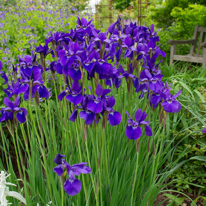 Iris-S. Caesar's Brother - G1