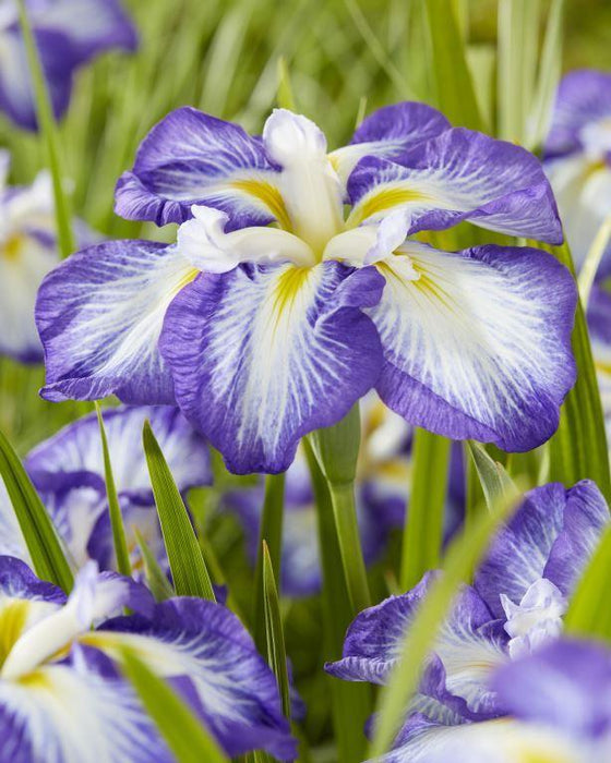 Iris-Carrot Cake - G1