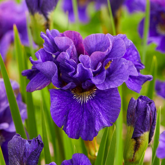 Iris-S. Concord Crush - G1