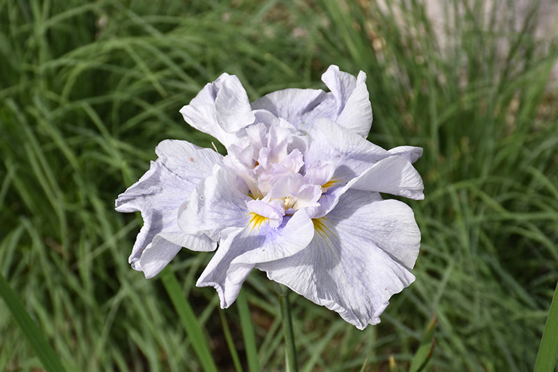 Iris-Cupcake - G1